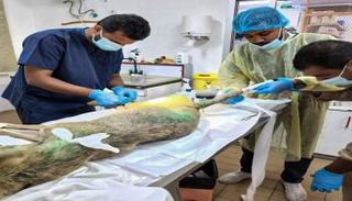 صورة لعلاج الذئب في مركز الحماية الفطرية