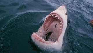 سمكة القرش- أرشيفية