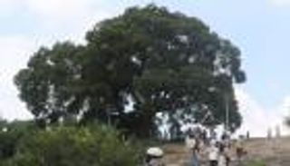 عمرها 500 عام.. كوريا الجنوبية تصنف شجرة ظهرت في مسلسل معلما طبيعيا