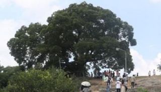 كوريا الجنوبية تصنف شجرة معلما طبيعيا