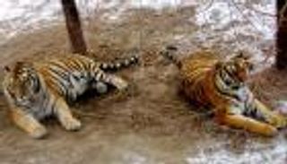 نمور تهاجم طبيبا في العراق.. ماذا حدث لساقه؟