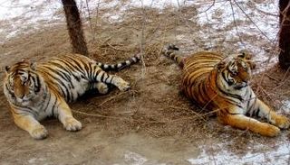 نمور تهاجم طبيبا عراقيا - أرشيفية