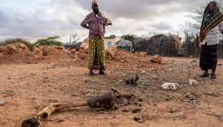 تسبب الجفاف في نفوق ملايين رؤوس الماشية