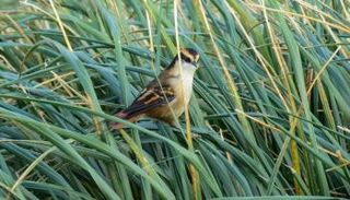 يشبه طيور الراياديتو التي تسكن غابات جنوب باتاجونيا