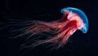 سر الخلود.. فك الشفرة الجينية لقنديل البحر