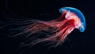 قنديل البحر - أرشيفية