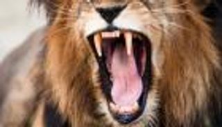 أسد يفترس رجلا في حديقة حيوانات بغانا