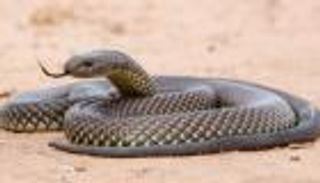 بـ40 حقنة.. إنقاذ حياة شاب مصري من لدغة ثعبان