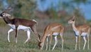 ظبي ينطح حارسه حتى الموت في حديقة حيوان بالسويد