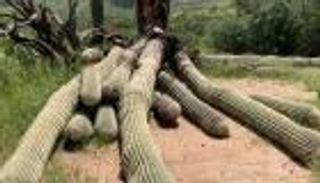 أمطار أريزونا تقتلع نبتة صبّار عملاقة عمرها 200 عام