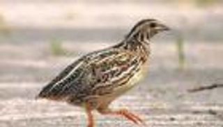 حظر "القمري الأوروبي".. 29 طيرا مسموح صيدها بالسعودية في الخريف والشتاء