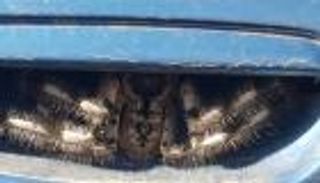 عنكبوت ضخم يحتاج 3 رجال لإمساكه.. فيديو صادم