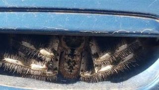 عنكبوت ضخم- أرشيفية