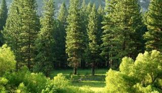 غابات الولايات المتحدة - أرشيفية