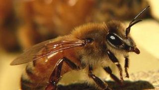 النحل الأفريقي يسمى بالنحل القاتل