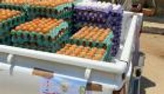 جنون البيض في مصر.. تدخل حكومي قبل انفجار  الأسعار