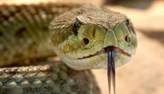 الأفعى فاجئت الحضور ولدغت مروضها - أرشيفية