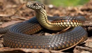 أحد أنواع الثعابين السامة الموجودة في غابة إلينوى - أرشيفية