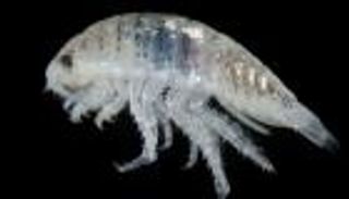 مخلوقات "تأكل اللحم" تهاجم رواد شواطئ كاليفورنيا.. تغذت على أقدامهم