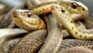 "أخفاها في ملابسه".. ضبط إندونيسي حاول تهريب 71 ثعبانا بمطار القاهرة