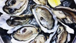 المحار - أرشيفية