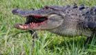 رحلة نضال للبقاء على قيد الحياة.. أمريكي ينجو من تمساح قطع ذراعه