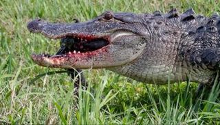  تمساح يقطع ذراع أمريكي