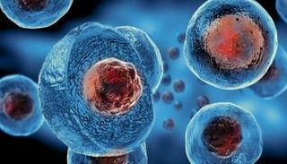 خلايا جذعية - أرشيفية