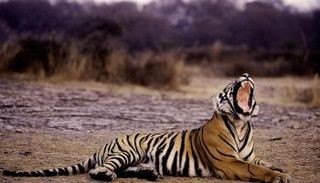 النمر ضل طريقه من محمية مجاورة لقرية المرأة