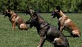 طفل ينتظر وفاته خلال يومين.. "داء الكلب" يعود للانتشار في لبنان