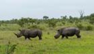 الصيد الجائر يهدد وحيد القرن.. محمية عالمية تفقد 351 في عامين