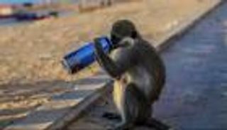 نسناس يثير الفزع في الإسكندرية.. والشرطة المصرية تتحرك