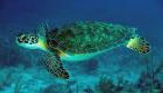 دراسة صادمة: مقتل أكثر من 1.1 مليون سلحفاة بحرية