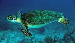  سلحفاة بحرية