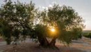 الأندلس يجف.. عاصمة زيت الزيتون في العالم "عطشى"