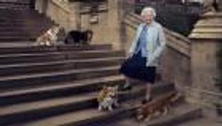 بعد رحيلها.. من يرعى كلاب الملكة إليزابيث؟