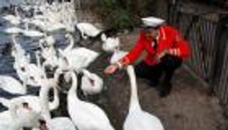 أغرب تركة للملكة.. تشارلز يرث طيور البجع في بريطانيا