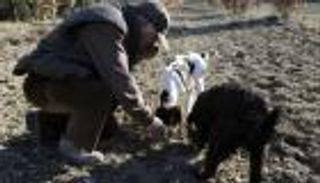 على غرار كلب "أصحاب الكهف".. هل الكلاب لا تتقلب أثناء نومها؟