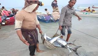 إنزال الأسماك إلى مراكز البيع في المخا