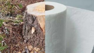 ورق التواليت المصنوع من الأشجار - تعبيرية