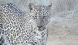 السعودية تحظر صيد حيوانات وطيور بشكل دائم بالمملكة.. تعرف عليها