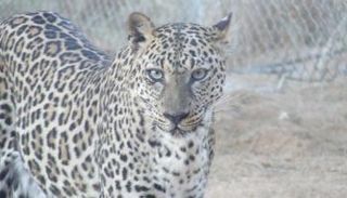 نمر عربي - أرشيفية