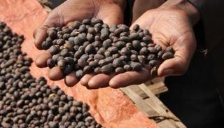 البن اليمني - أرشيفية