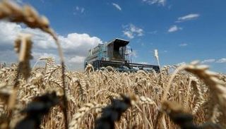 نقص الحبوب يمثل أزمة غذائية مقلقة 