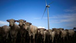 الثروة الحيوانية - أرشيفية