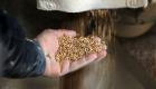 "سلة غذاء العالم" في خطر.. تراجع صادرات الحبوب الأوكرانية