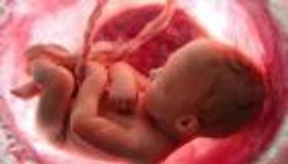 الأجنة في البطون.. يحبون "الجزر" ويبكون من "الكرنب"