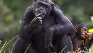 حيوان الشمبانزي