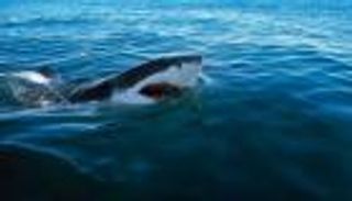 الداخلية الكويتية تحذر من سمكة قرش كبيرة.. فما القصة؟