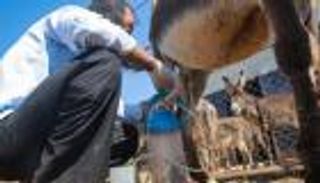 منتجات تجميل من لبن الحمير تغزو الأردن.. صابون وكريم ومرطب (صور)